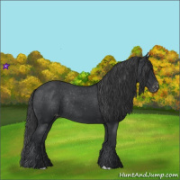 Horse Color:Black Appaloosa Rabicano 