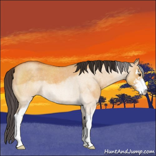 Horse Color:Buckskin Roan Dun Sabino