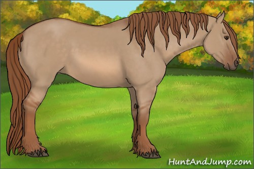 Horse Color:Red Dun Rabicano 