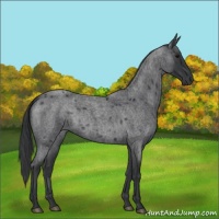 Horse Color:Blue Roan 