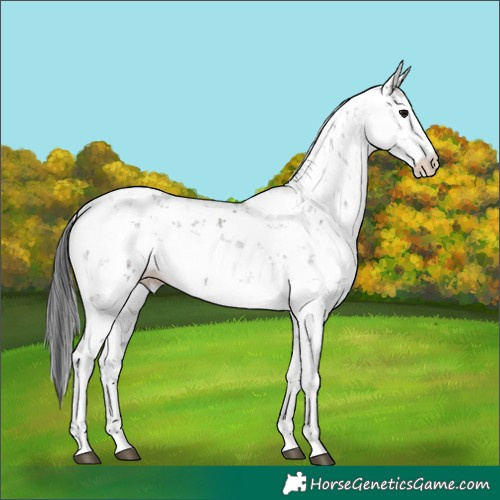 Horse Color:Grullo Sabino Rabicano