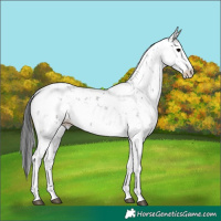Horse Color:Grullo Sabino Rabicano 