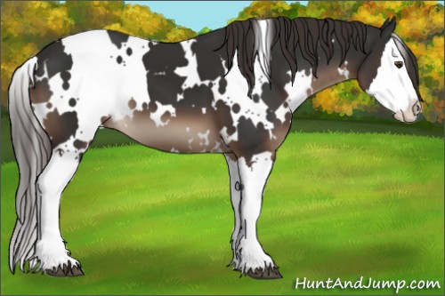 Horse Color:White Spotted Liver Chestnut Splash