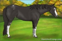 Horse Color:White Spotted Liver Chestnut Appaloosa 