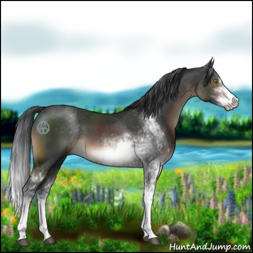 Horse Color:Brown Sabino