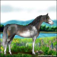 Horse Color:Brown Sabino 