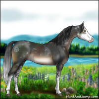 Horse Color:Brown Sabino