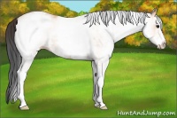 Horse Color:White Spotted Bay Dun 