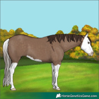 Horse Color:Liver Red Dun Splash