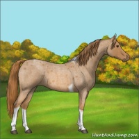 Horse Color:Red Roan Tobiano 