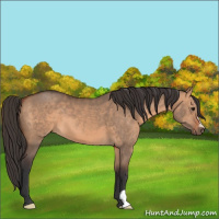 Horse Color:Bay Dun 