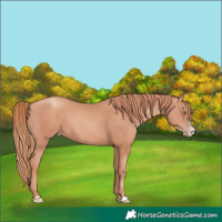 Horse Color:Gold Champagne Splash