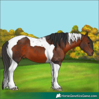 Horse Color:Brown Tobiano 