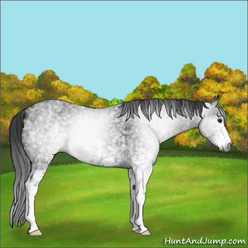 Horse Color:Gray White Spotted Brown 