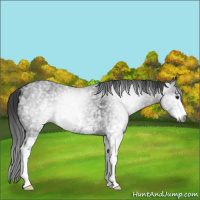 Horse Color:Gray White Spotted Brown 