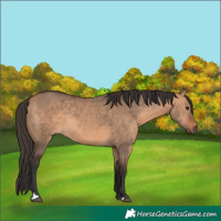 Horse Color:Bay Dun Rabicano 