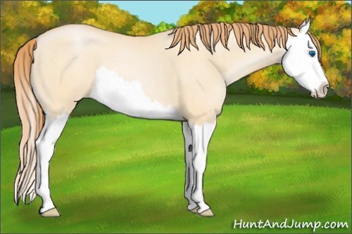 Horse Color:Buckskin Pearl Dun Splash