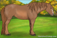 Horse Color:Chestnut Splash Frame 