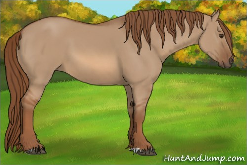 Horse Color:Red Dun 