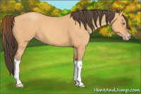 Horse Color:Amber Champagne 