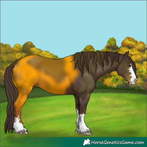 Horse Color:Liver Chestnut 