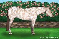 Horse Color:Sable Champagne Appaloosa  and Sable Champagne Appaloosa 