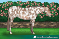 Horse Color:Sable Champagne Appaloosa and Sable Champagne Appaloosa