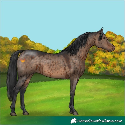 Horse Color:Brown Dun Brindle 