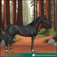 Horse Color:Black 