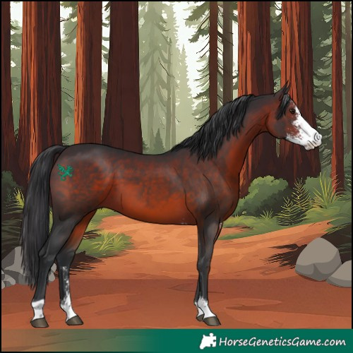 Horse Color:Brown Sabino