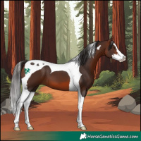 Horse Color:Bay Splash Tobiano 