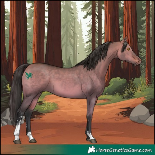 Horse Color:Bay Dun Sabino 
