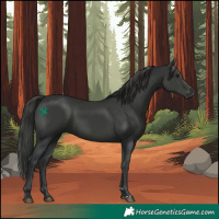 Horse Color:Black 