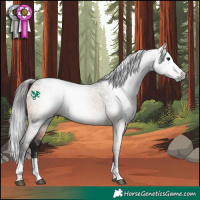 Horse Color:Gray Bay Dun Tobiano Rabicano 