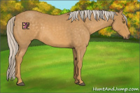 Horse Color:Palomino Roan 