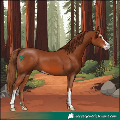 Horse Color:Chestnut Sabino