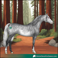 Horse Color:Silver Bay Chinchilla Sabino Rabicano 