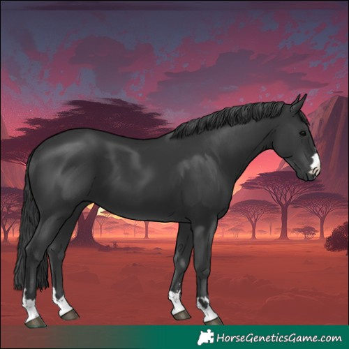 Horse Color:Black 