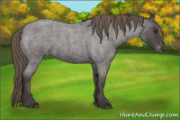 Horse Color:Smoky Blue Roan Appaloosa Rabicano 