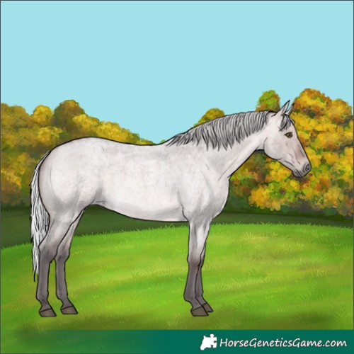 Horse Color:Platinum Silver Brown Roan Dun 