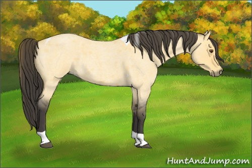 Horse Color:Buckskin Roan Dun Tobiano 