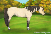 Horse Color:Buckskin Roan Dun Tobiano 