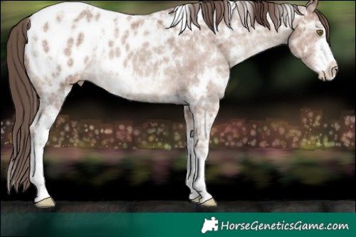 Horse Color:White Spotted Classic Champagne Ice Appaloosa Rabicano 