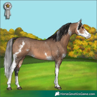 Horse Color:Bay Dun Sabino 
