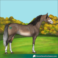 Horse Color:Brown Dun Rabicano 
