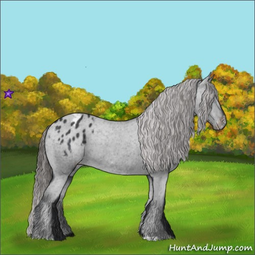 Horse Color:Black Appaloosa Rabicano 