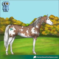 Horse Color:White Spotted Silver Brown Dun Splash