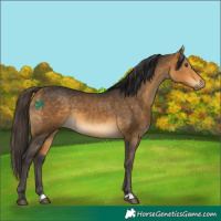 Horse Color:Buckskin