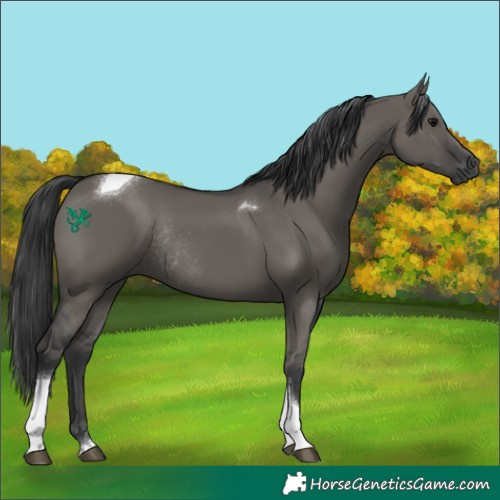 Horse Color:Grullo Tobiano Rabicano 