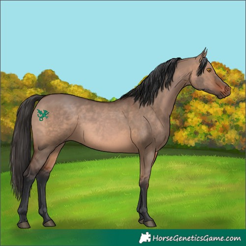 Horse Color:Brown Dun 
